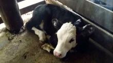 Dairy calf at Queensland saleyards