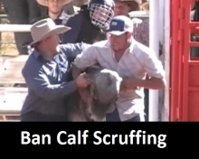 Calf Scruffing - Quamby Rodeo