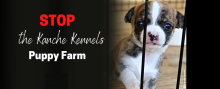 STOP the Kanche Kennels Puppy Farm (Chihuahua photo)
