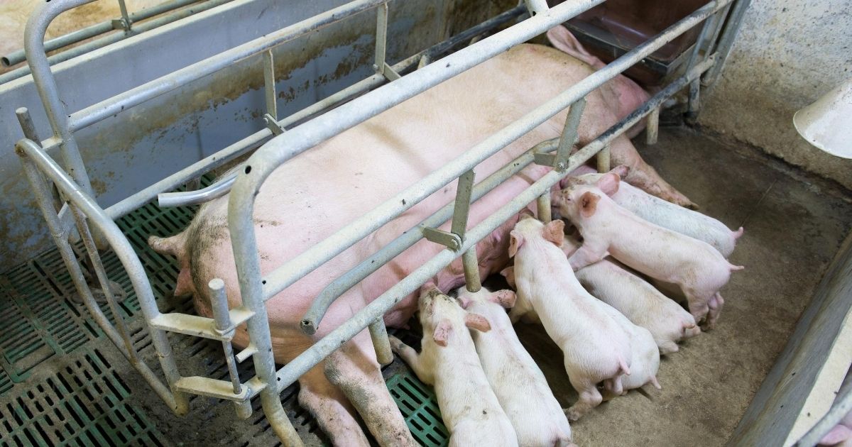 Factory Farming | Animal Liberation Queensland