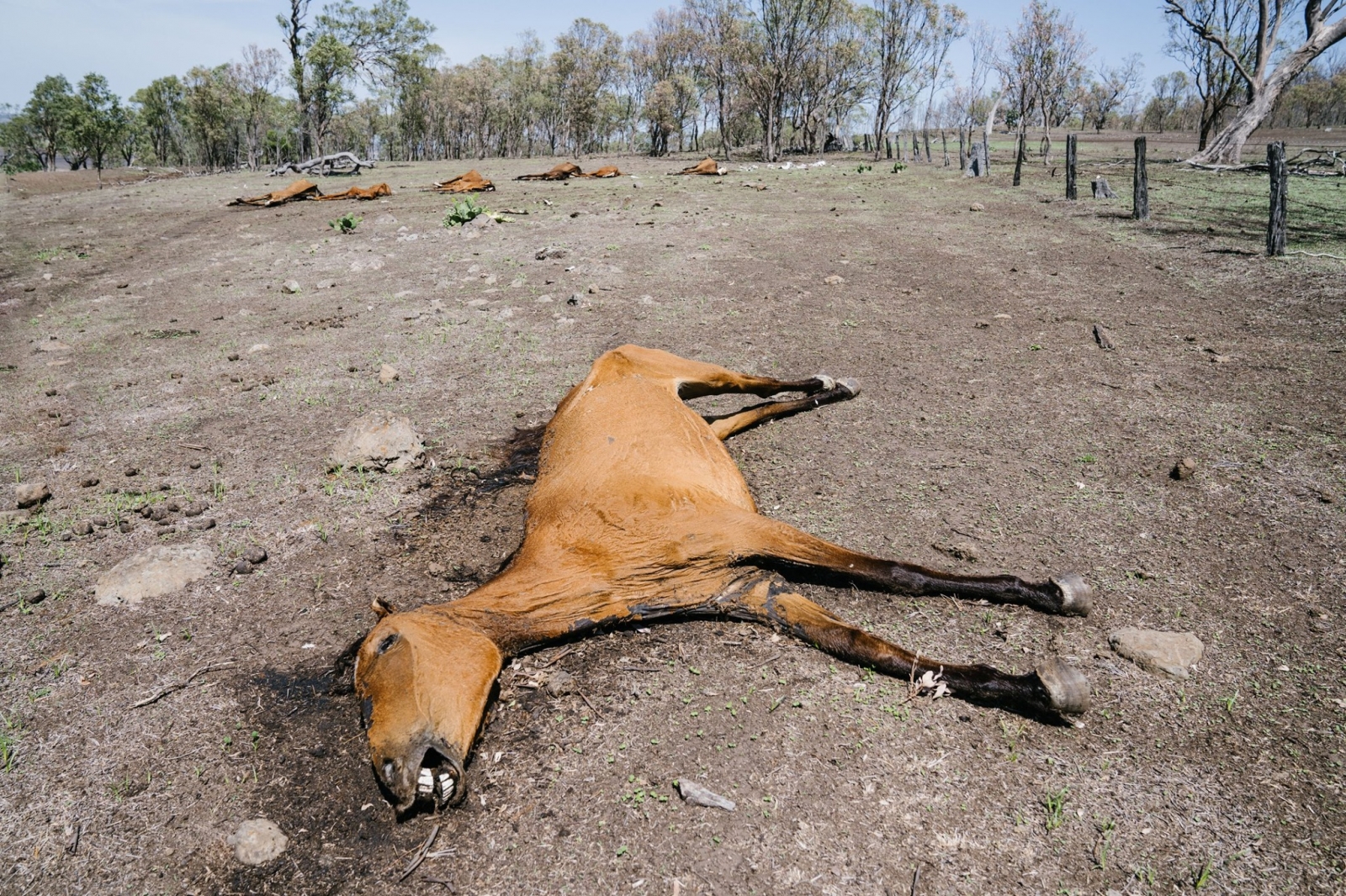 Dead horse near Toowoomba