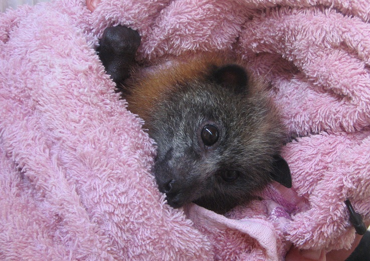 Baby flying fox. Photo | Copyright (c) Gayle D'Arcy, Animal Liberation Qld, 2013
